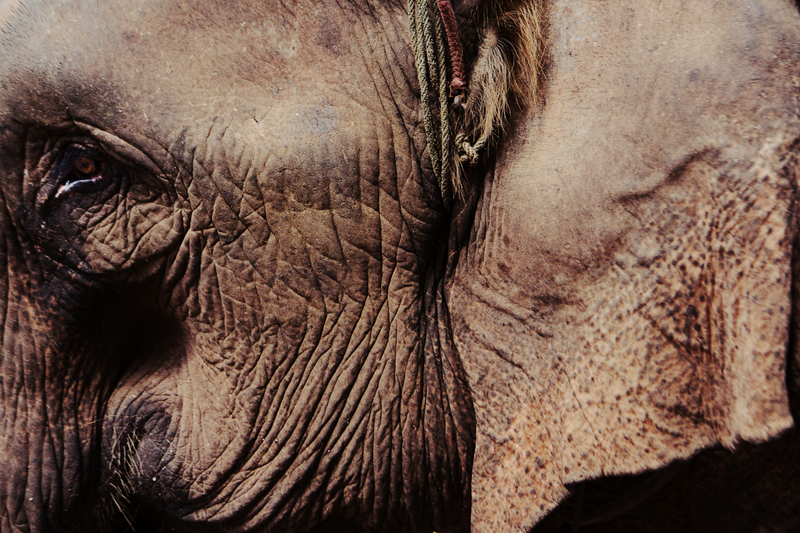 One of the nine elephants walking with the caravan outside of Ban Na Hai.Tara Rice Photography